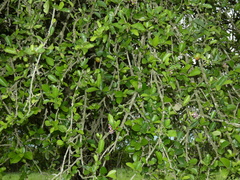 Malpighia emarginata