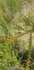 Acacia hubbardiana