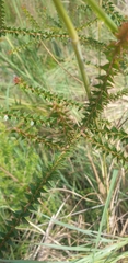 Acacia hubbardiana