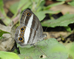 Euptychoides albofasciata