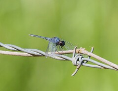 Erythrodiplax juliana