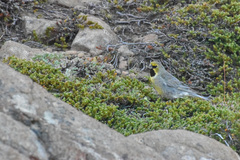 Melanodera xanthogramma