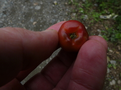 Malpighia emarginata