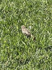 Passer domesticus domesticus