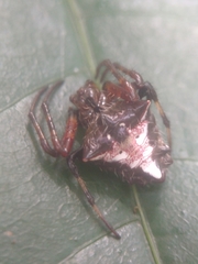 Verrucosa scapofracta