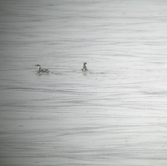 Brachyramphus marmoratus