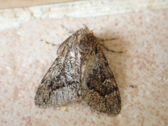 Ocneria atlantica