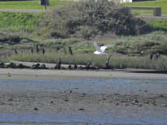 Ichthyaetus melanocephalus