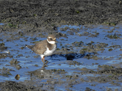 Charadrius hiaticula