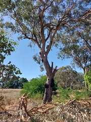 Eucalyptus microcarpa