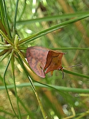 Acromis spinifex