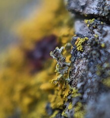 Xanthomendoza