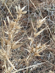 Dichanthelium scabriusculum