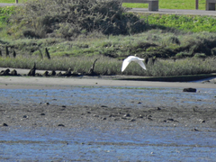 Ichthyaetus melanocephalus