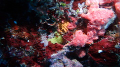 Calcarea