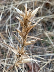 Dichanthelium scabriusculum