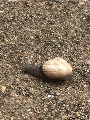 Otala lactea