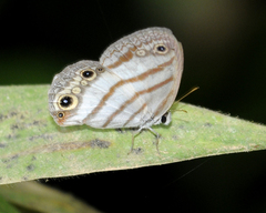 Euptychia