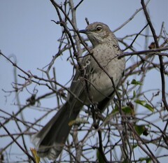 Mimus gundlachii