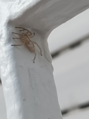 Arachosia praesignis