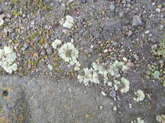 Riccia crystallina
