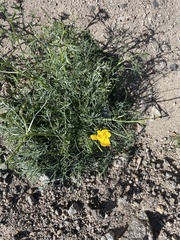 Eschscholzia minutiflora