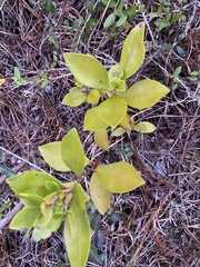 Cliftonia monophylla