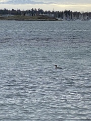 Mergus merganser americanus