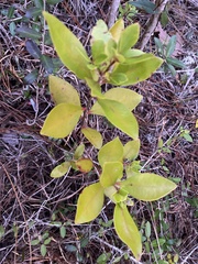 Cliftonia monophylla