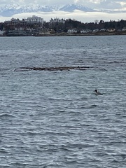 Mergus merganser americanus