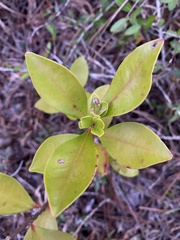 Cliftonia monophylla