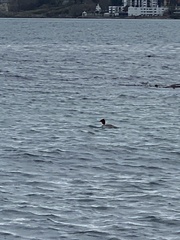 Mergus merganser americanus