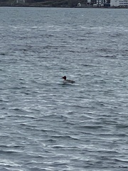 Mergus merganser americanus