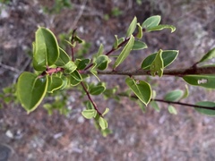 Ilex coriacea