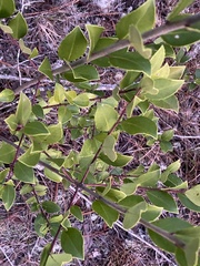 Ilex coriacea