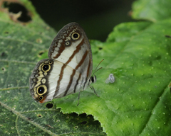 Euptychia