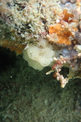 Calcarea
