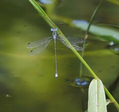 Lestes forficula
