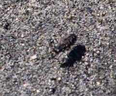 Cicindela carthagena