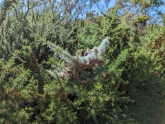 Tetranychus lintearius