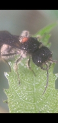 Hoplocrates cephalotes