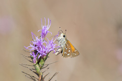 Hesperia woodgatei