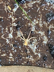Sidymella trapezia