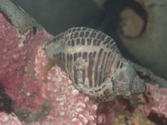 Acanthinucella