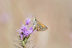 Hesperia woodgatei