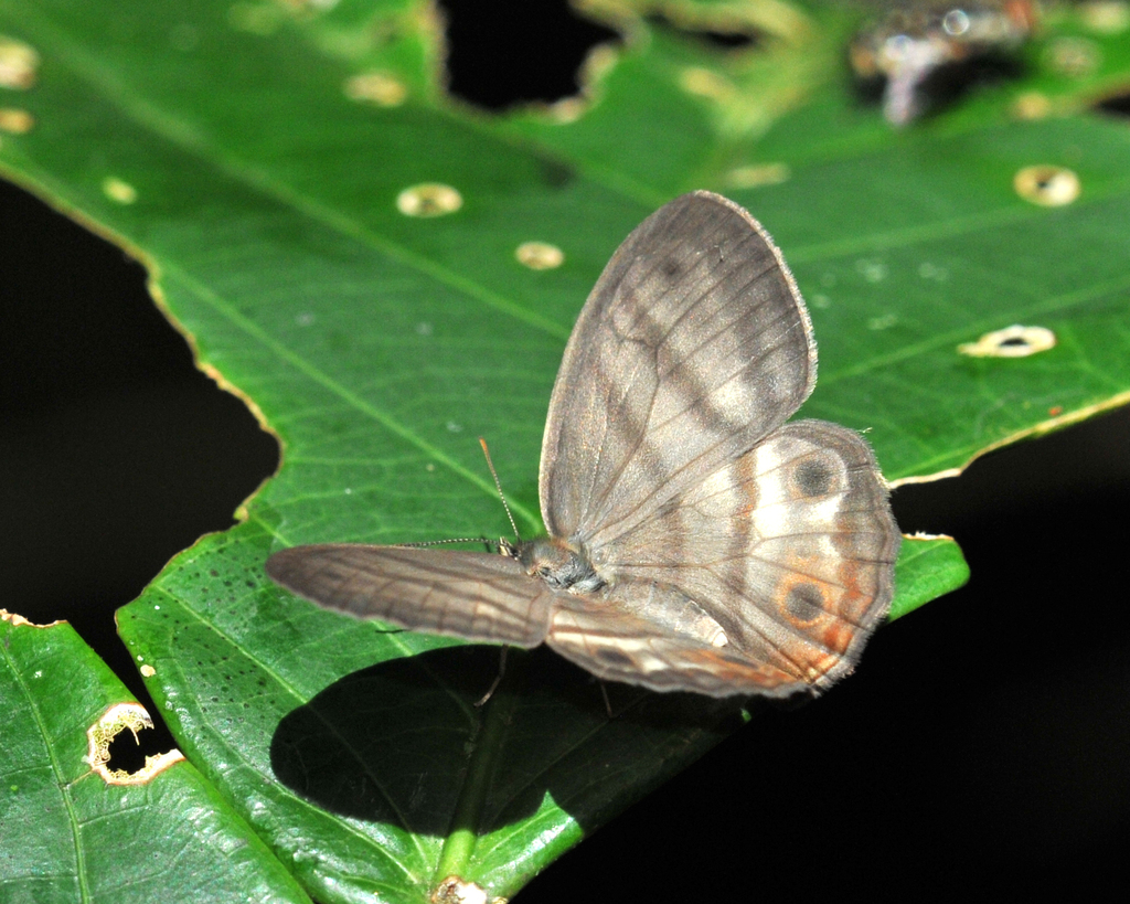 Euptychia enyo