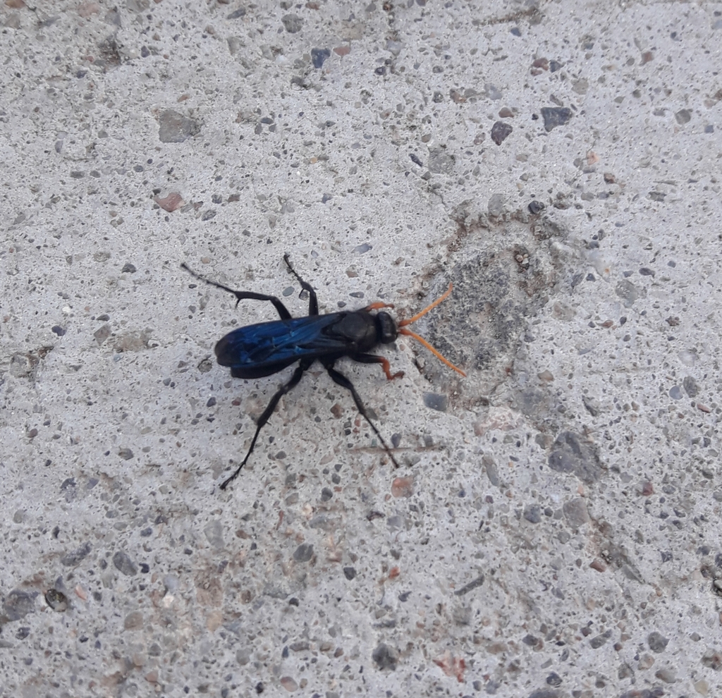 Chirodamus kingii