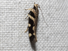 Macrobathra bigerella