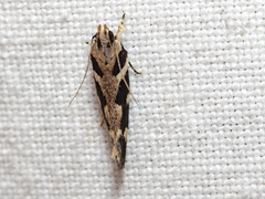 Macrobathra bigerella