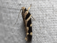 Macrobathra bigerella